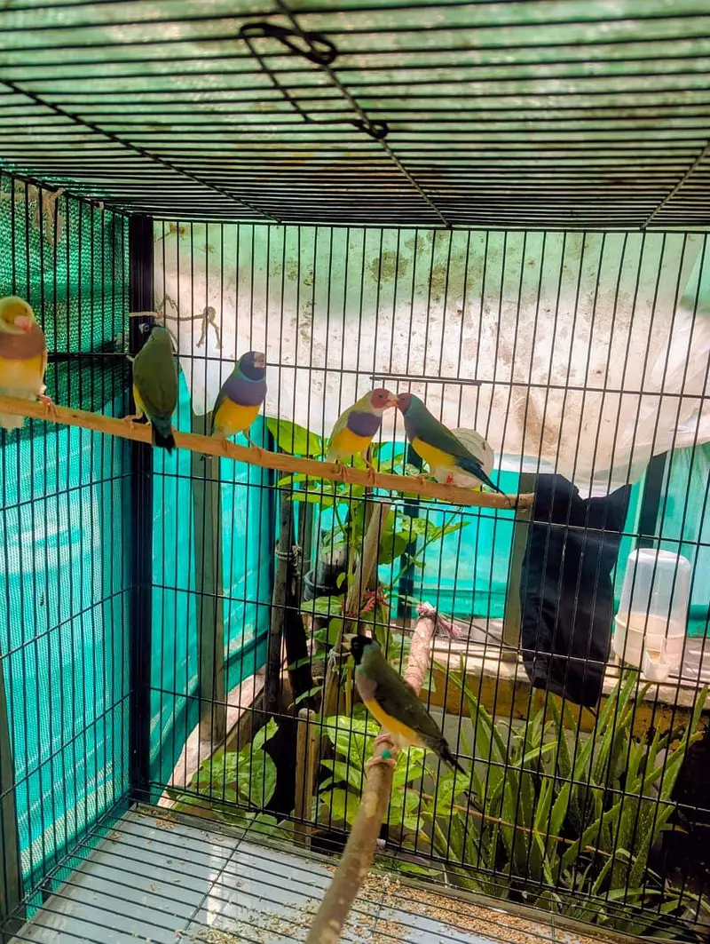 Gouldian Finches — photo 4