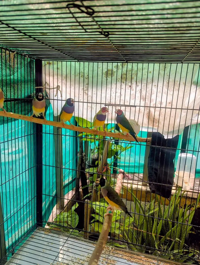 Gouldian Finches — photo 5