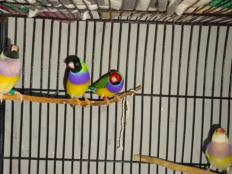 Gouldian Finches — photo 6
