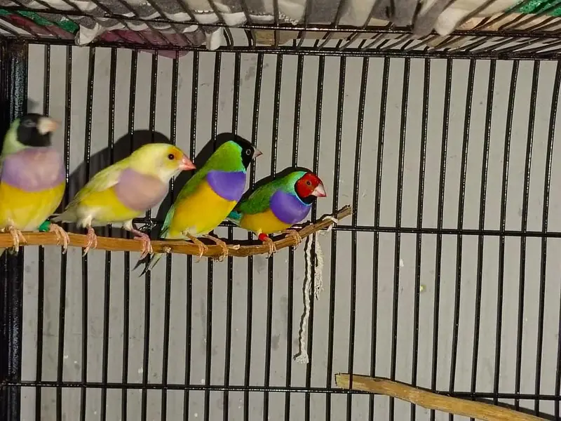 Gouldian Finches — photo 7