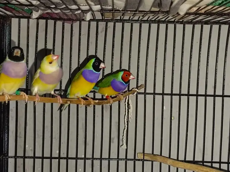 Gouldian Finches — photo 8
