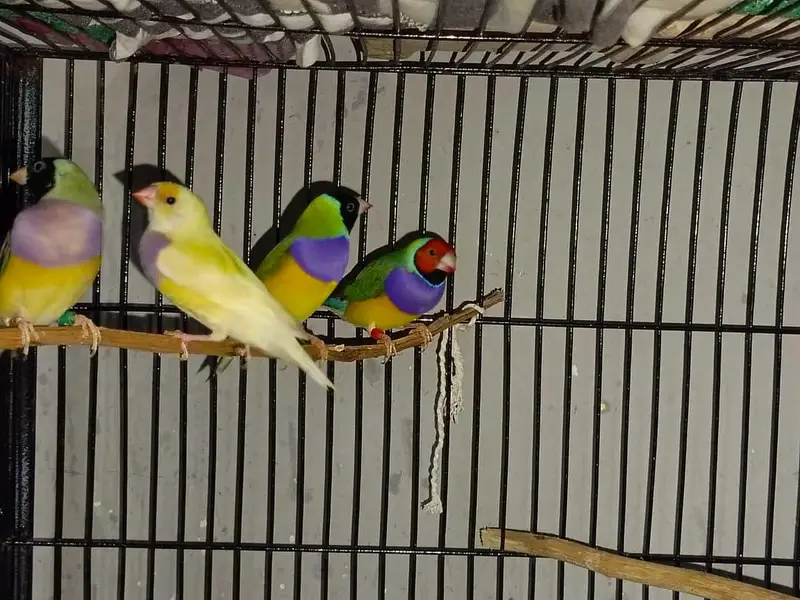 Gouldian Finches — photo 9