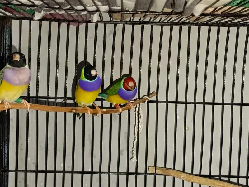 Gouldian Finches — photo 10