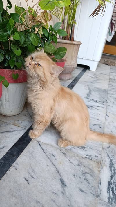 kittens | persian kitten |  Home Breed kittens | triple coat kittens