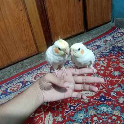 Hand Tame Zero Bite