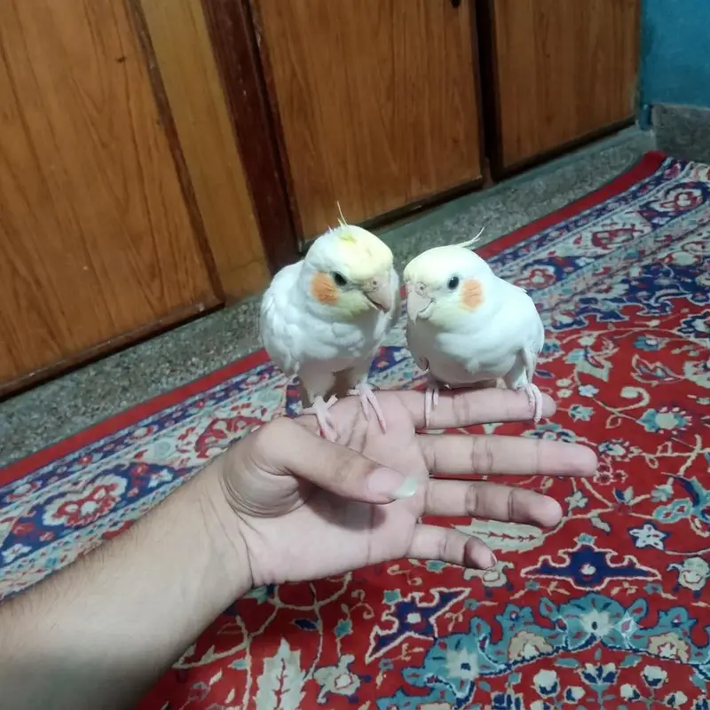 Hand Tame Zero Bite
