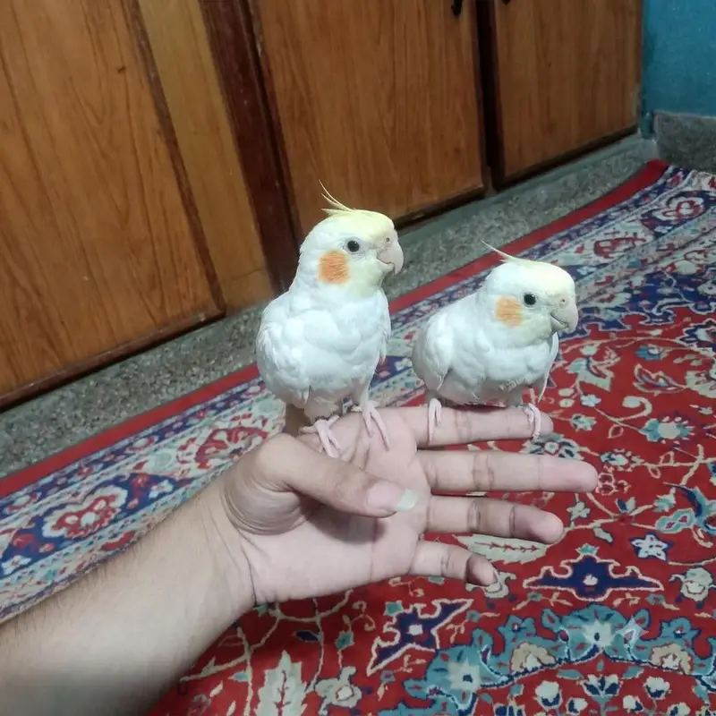 Hand Tame Zero Bite — photo 2