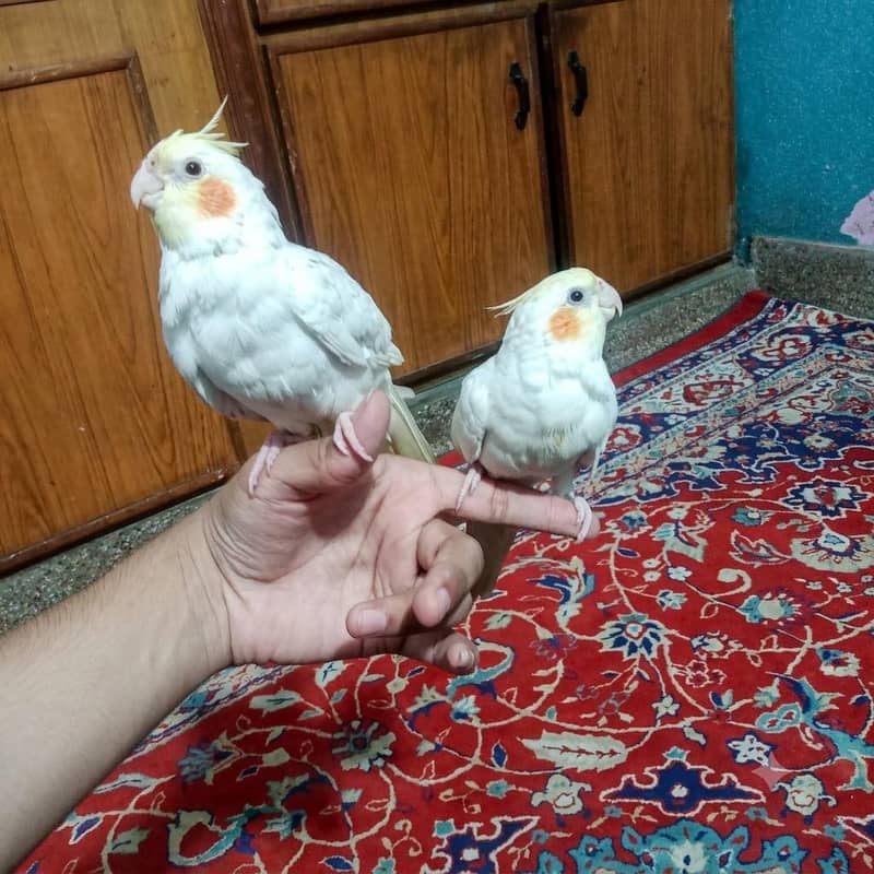 Hand Tame Zero Bite 2