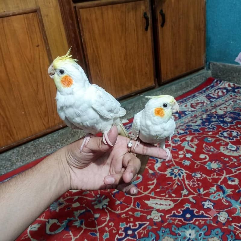 Hand Tame Zero Bite 3