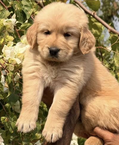 Quality Golden retriever | imported puppies | Pure retriever puppy