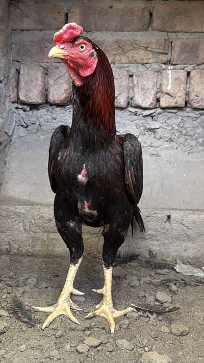 Asleel lakha murga for sale.    White ankh. Ma a. Bnd joro. Ma