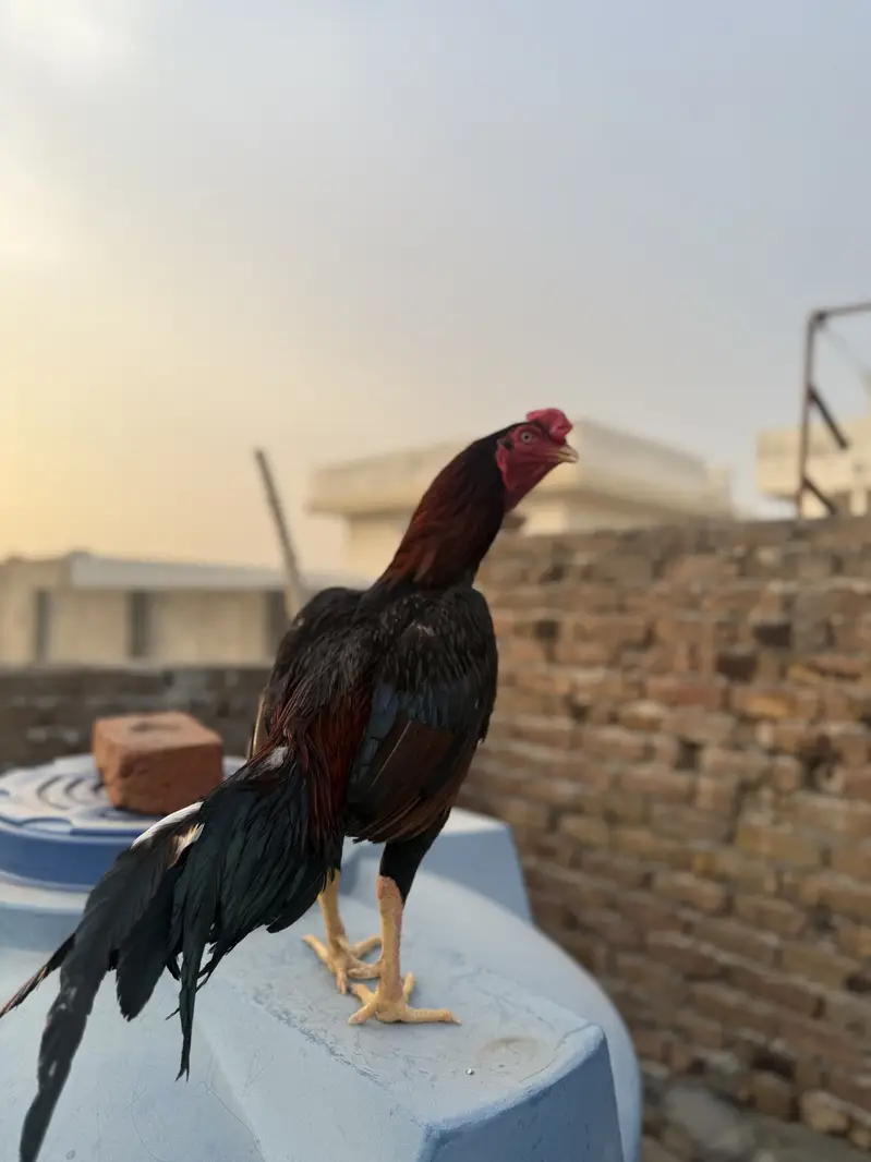Asleel lakha murga for sale.    White ankh. Ma a. Bnd joro. Ma — photo 2