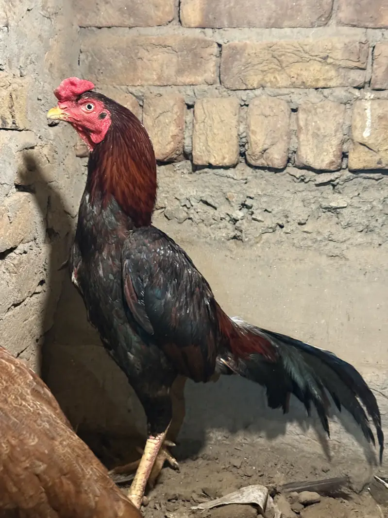 Asleel lakha murga for sale.    White ankh. Ma a. Bnd joro. Ma — photo 3