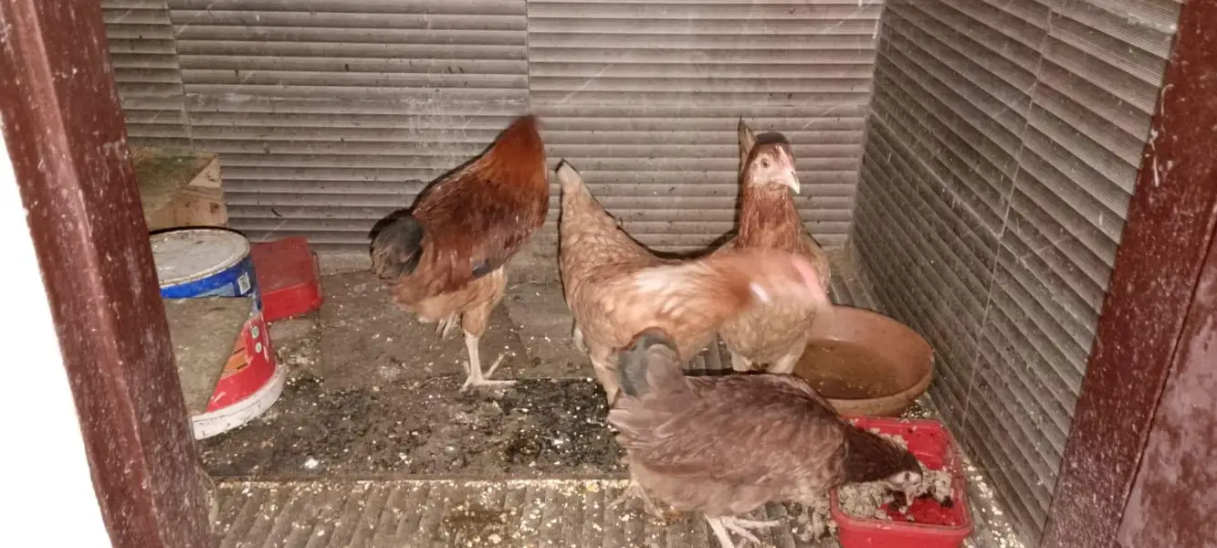 murgi 3 murga 1 — photo 2