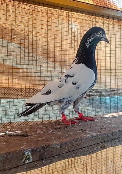 taddy pair for sale