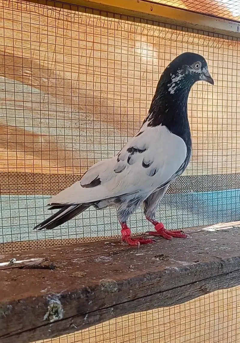 taddy pair for sale