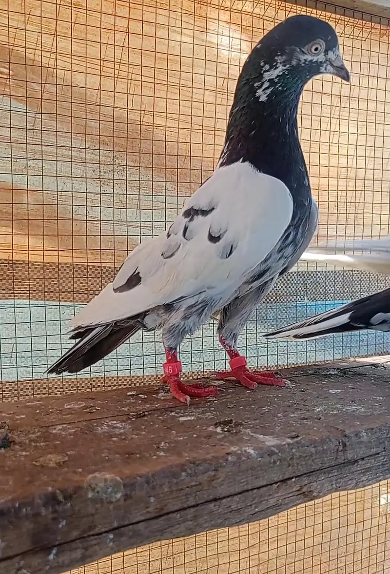 taddy pair for sale — photo 2