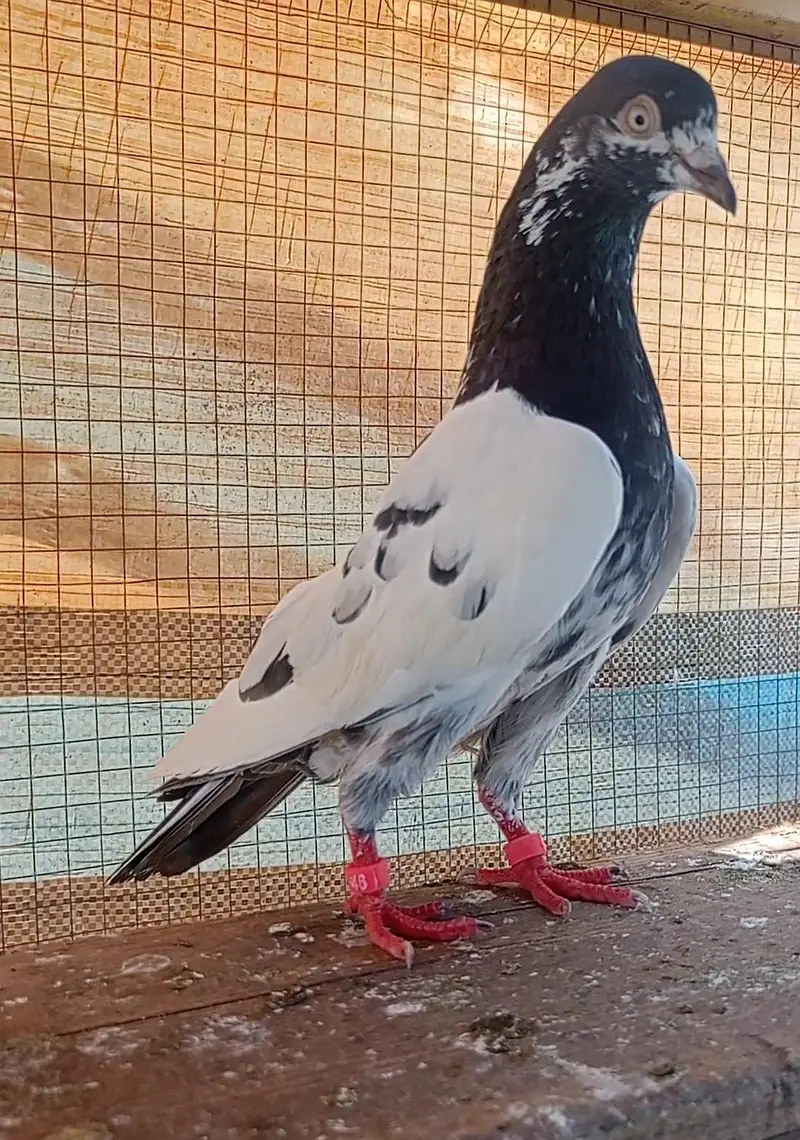 taddy pair for sale — photo 3