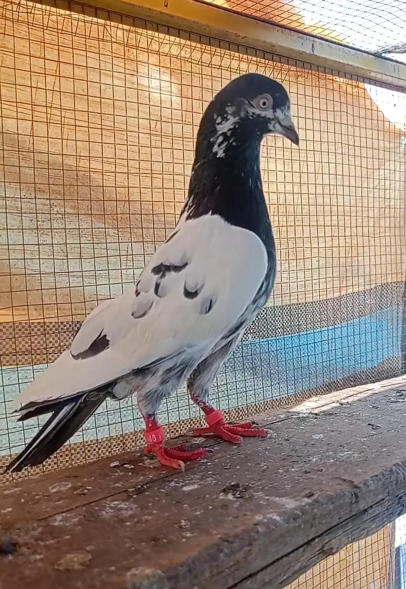 taddy pair for sale — photo 4