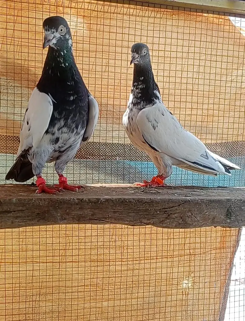 taddy pair for sale — photo 7