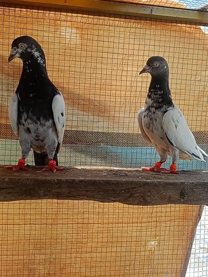 taddy pair for sale — photo 8