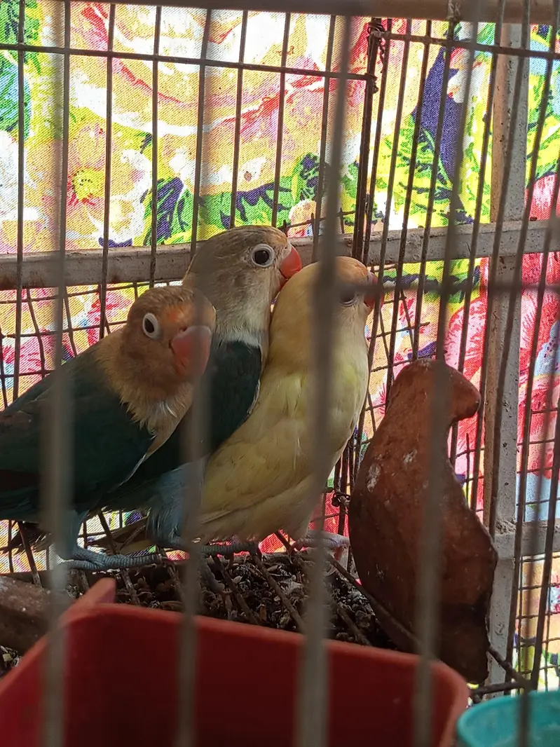 lovebirds