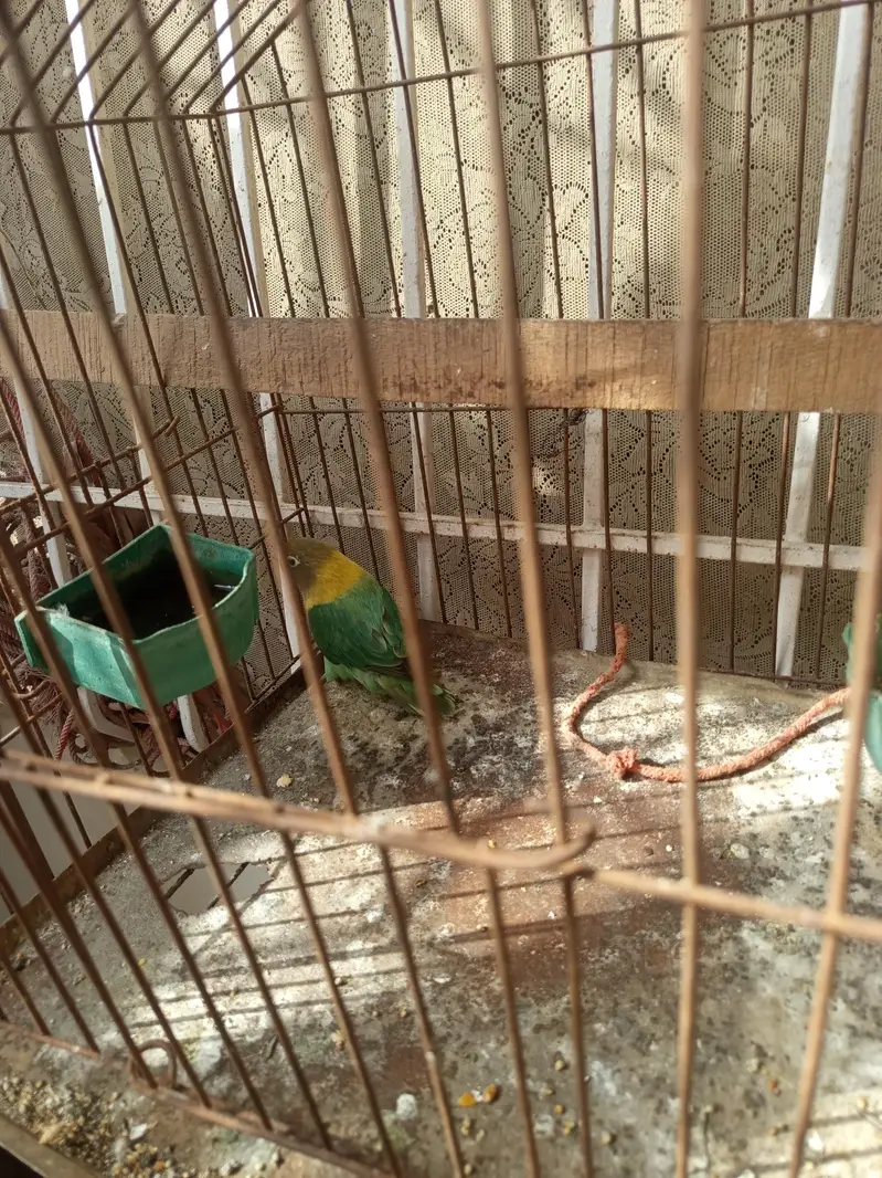 lovebirds — photo 2