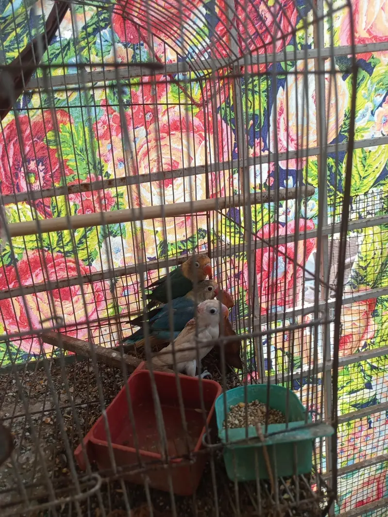 lovebirds — photo 4