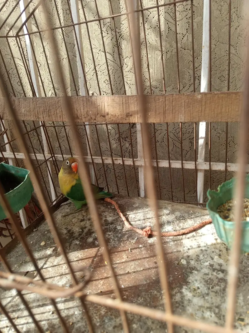 lovebirds — photo 5