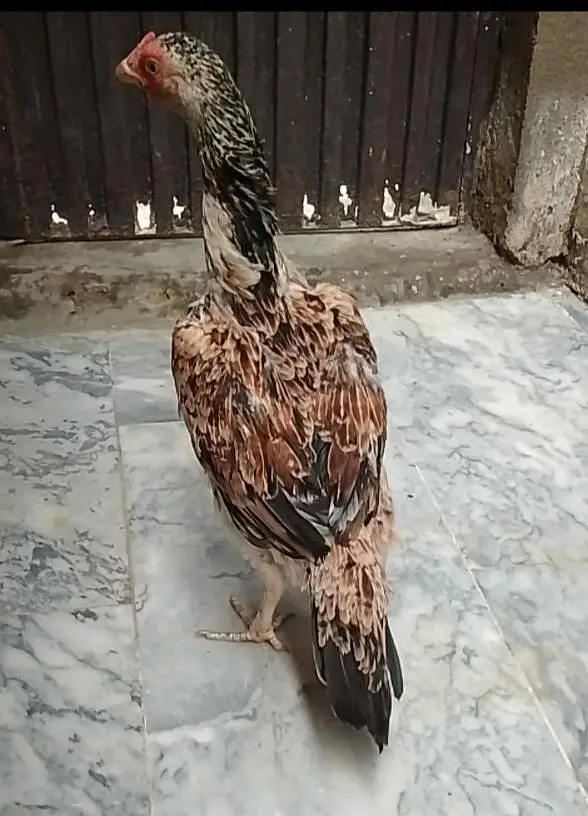 Aseel Javi Murgiyan — photo 3