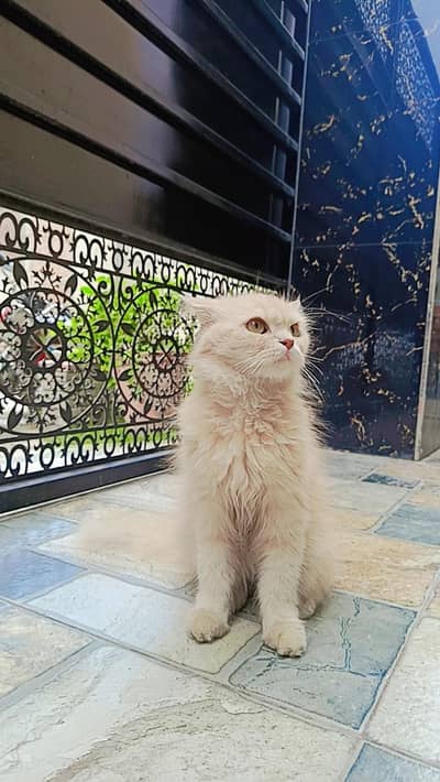 Persian cat Brown color