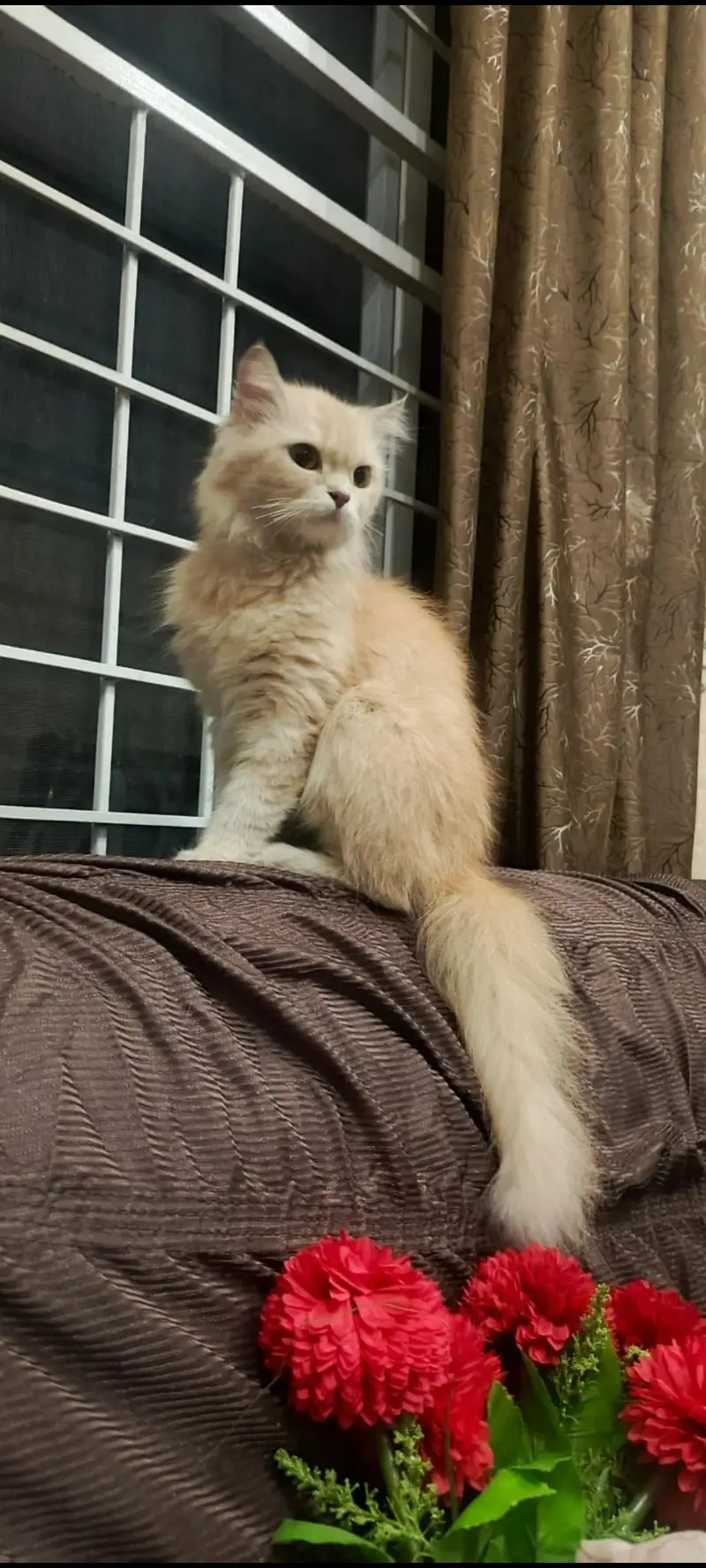 Persian cat Brown color — photo 2