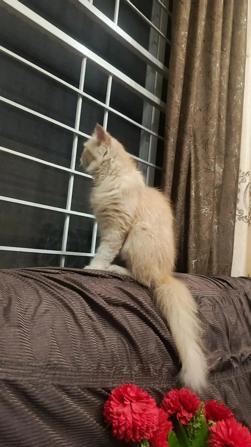 Persian cat Brown color — photo 3