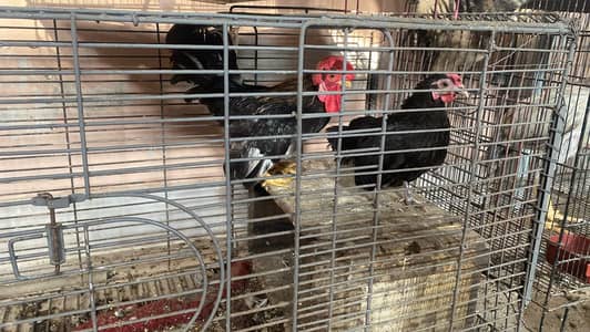 fancy pair breeding pair