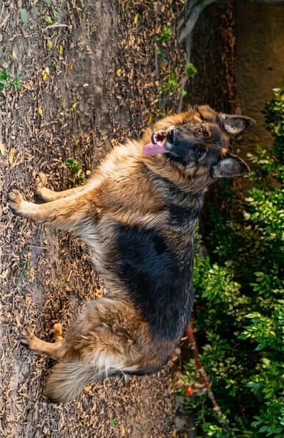 German shepherd breeder Female
