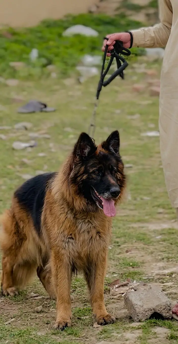German shepherd breeder Female — photo 3