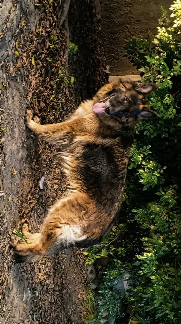 German shepherd breeder Female — photo 4