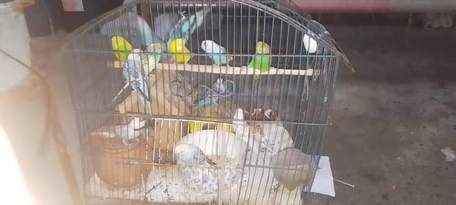 australin parrot 