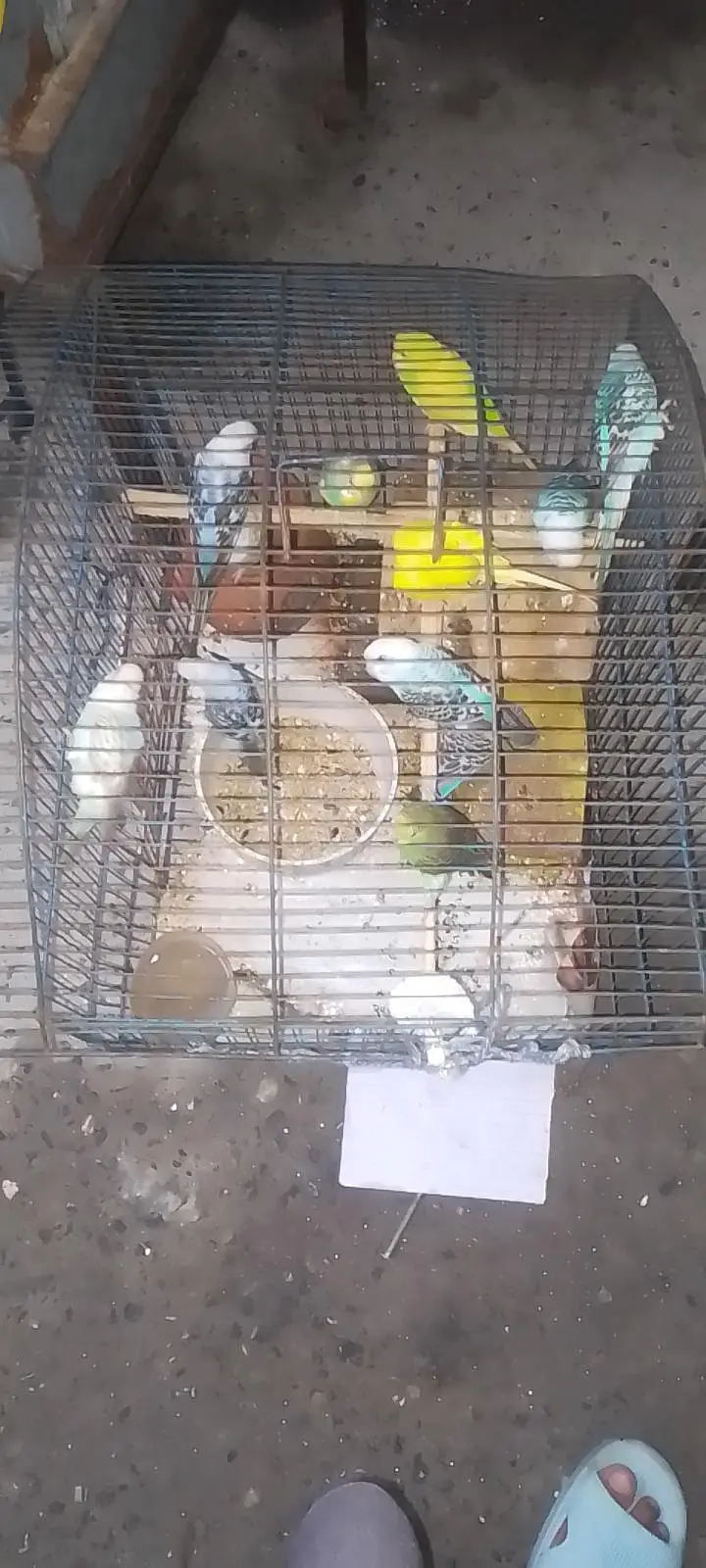australin parrot  — photo 2