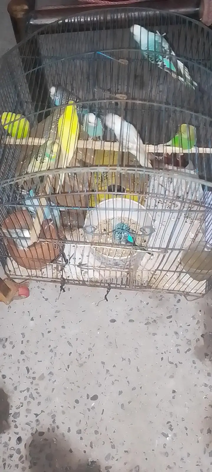 australin parrot  — photo 3