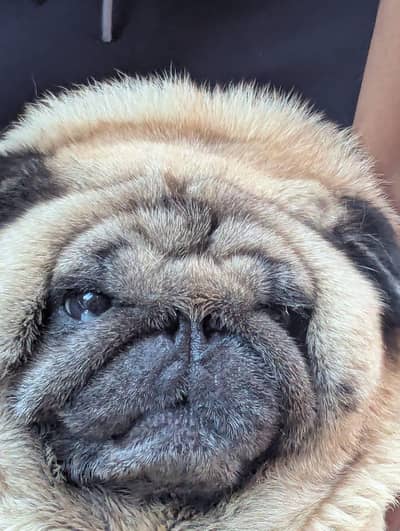 imported Toy Breed PuG