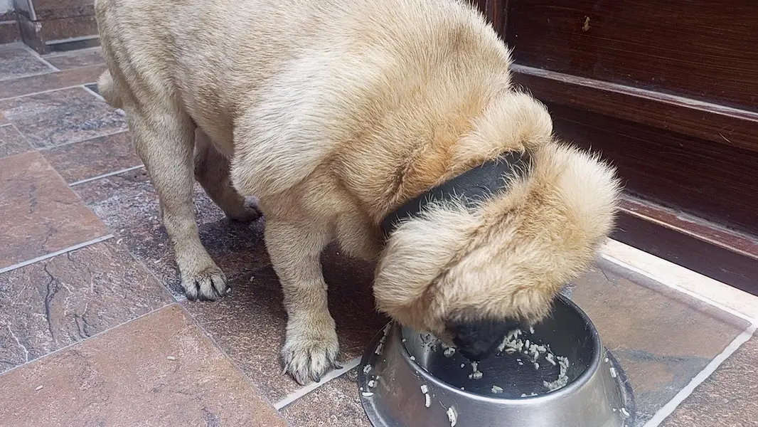 imported Toy Breed PuG — photo 6