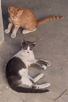 Friendly Cats Young Pair