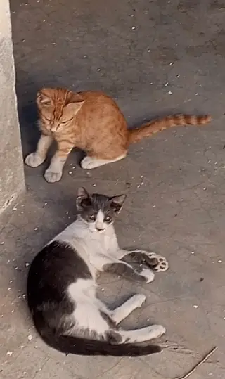 Friendly Cats Young Pair — photo 3