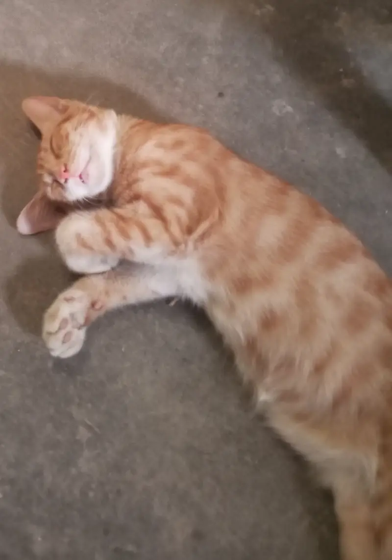 Friendly Cats Young Pair — photo 4