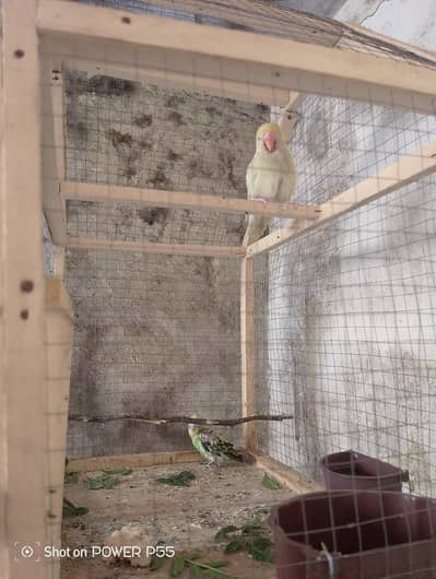 1 peice tamed lovebird with cage.