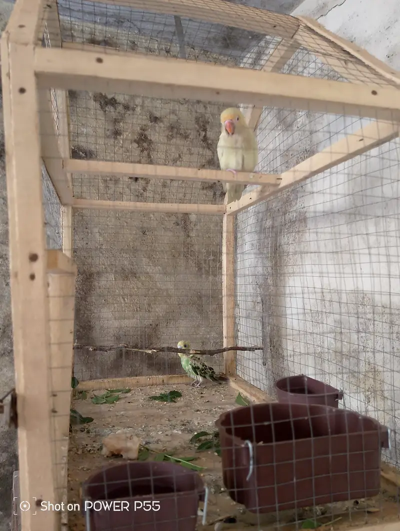 1 peice tamed lovebird with cage. — photo 2