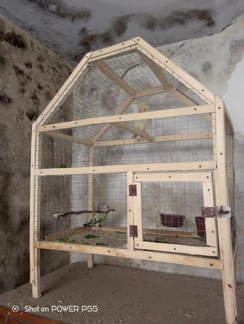 1 peice tamed lovebird with cage. — photo 3