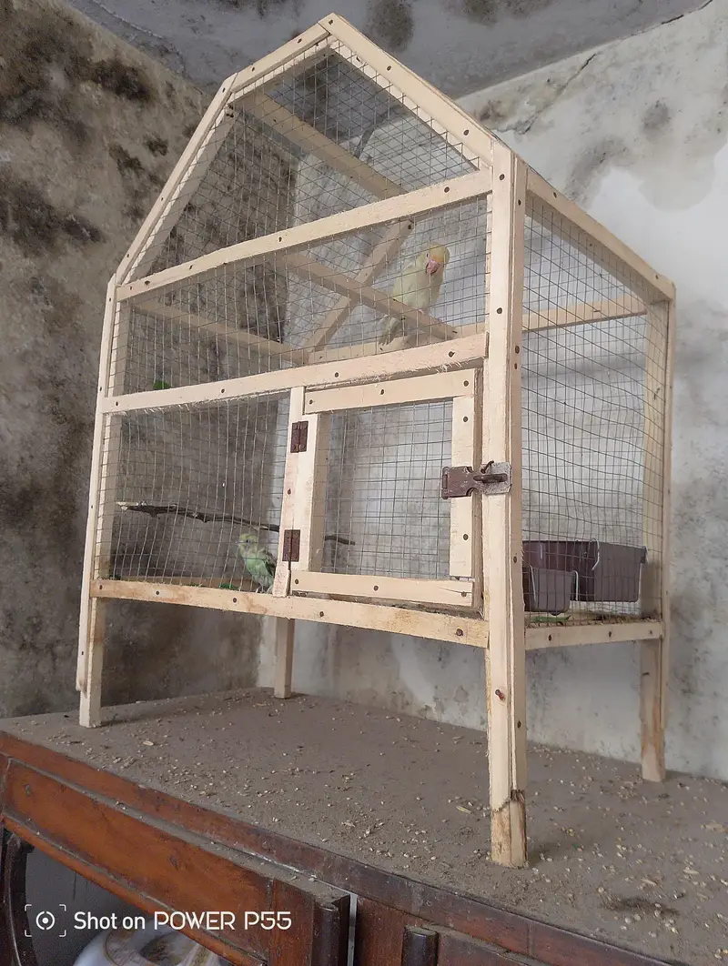 1 peice tamed lovebird with cage. — photo 4