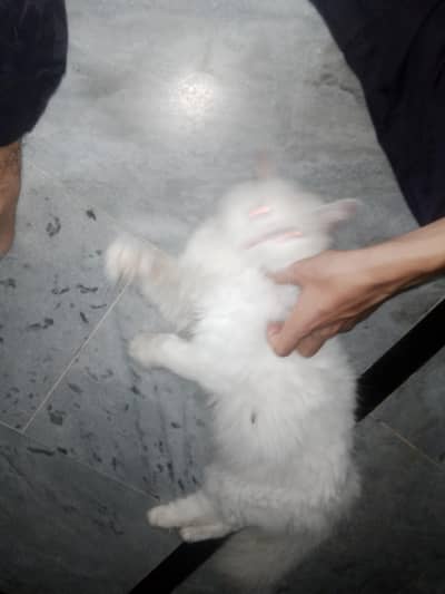 persion Cate home breed